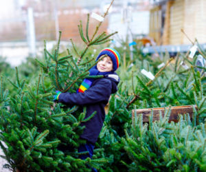 Żywa choinka  – na co zwrócić uwagę przy zakupie?