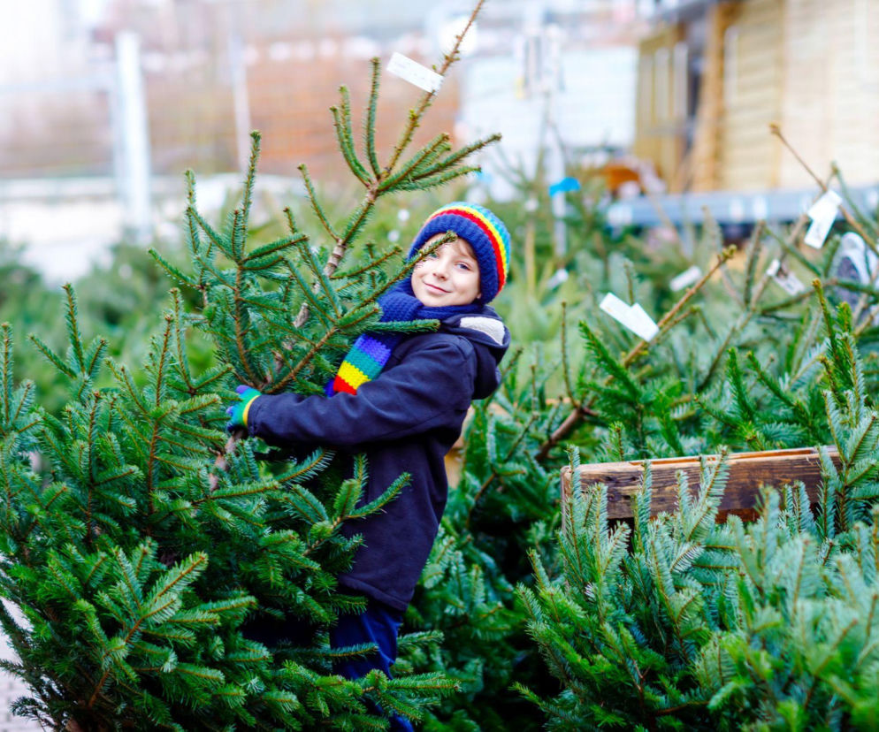 Żywa choinka  – na co zwrócić uwagę przy zakupie?