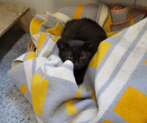 RODO da się lubić. Kot o takim imieniu czeka w schronisku na adopcję