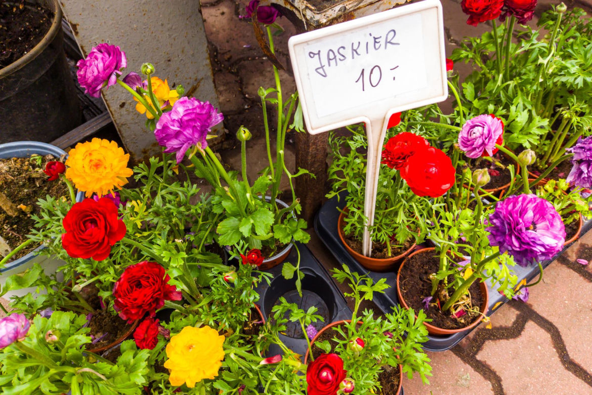 Jaskier – 10 zł/szt.