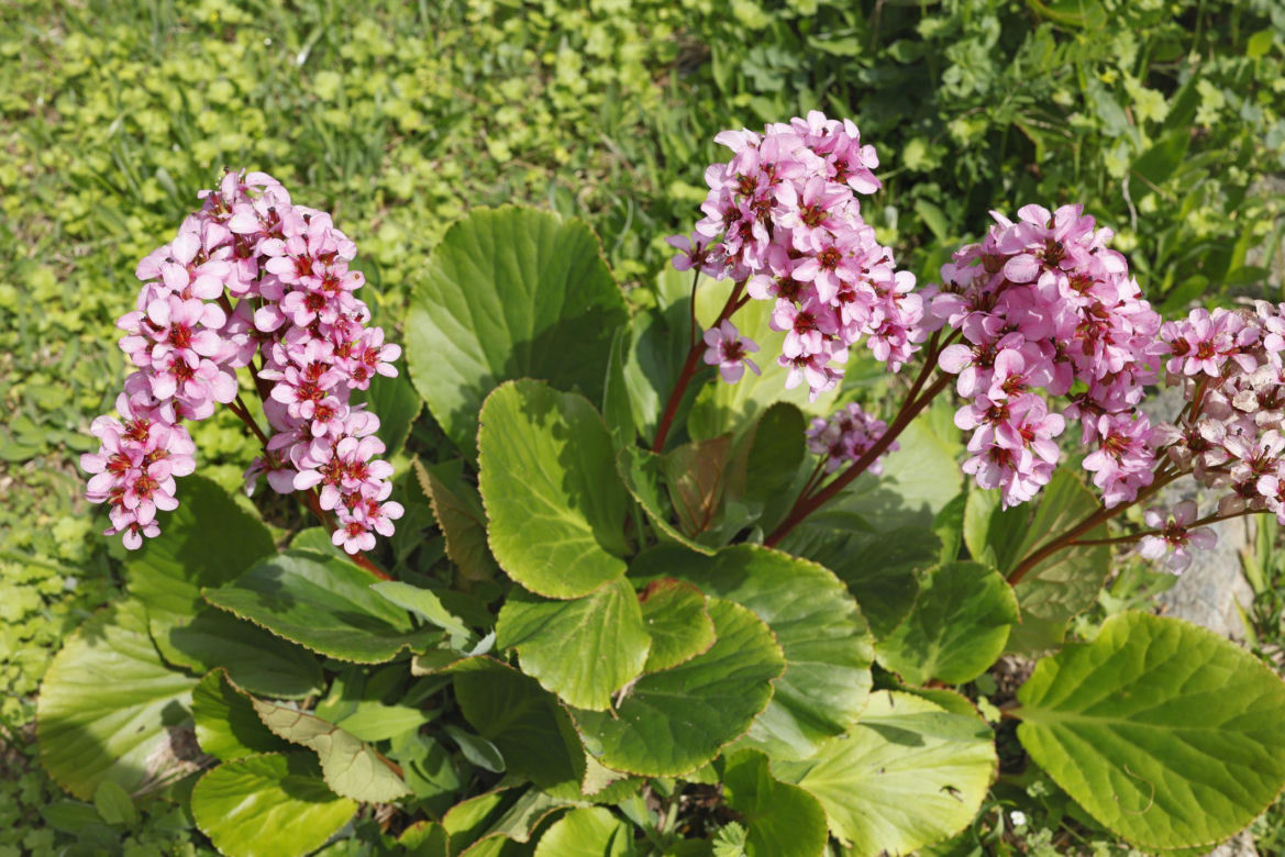 Bergenia sercowata