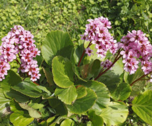 Bergenia – długowieczna bylina, która zaskoczy cię łatwością pielęgnacji!