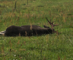 Powiat węgrowski: W miejscowości Trawy kierowca osobówki uderzył w łosia