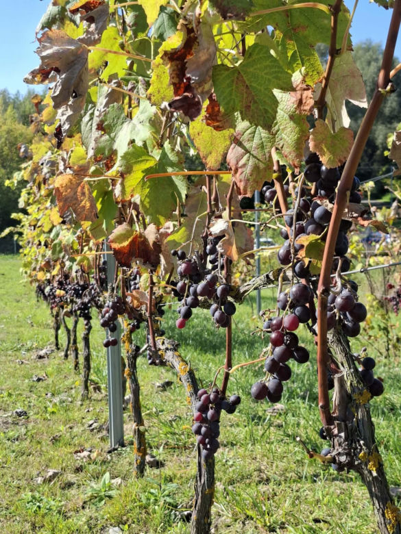 Winnica TERRA