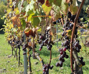 Winnica TERRA