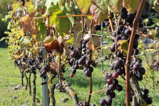 Winnica TERRA
