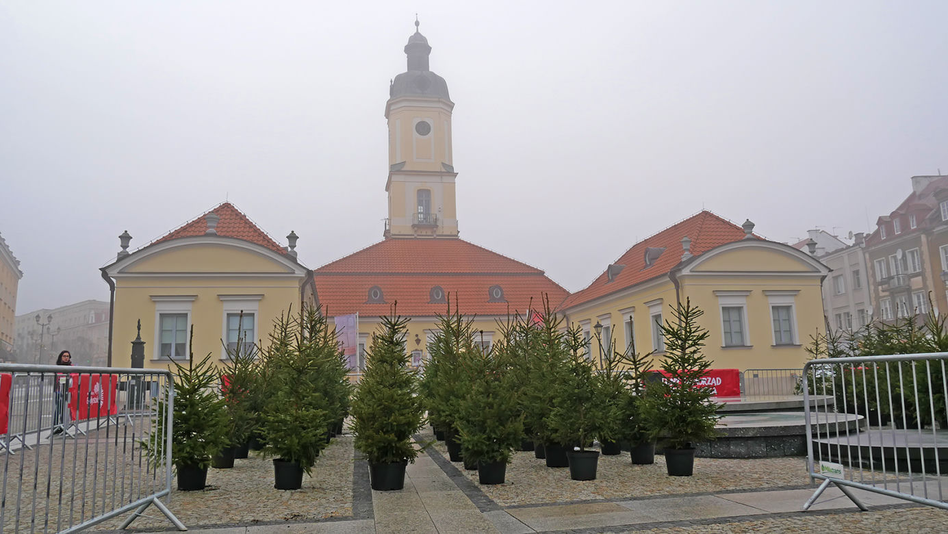 Żywe choinki za sztuczne