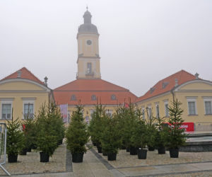 Żywe choinki za sztuczne