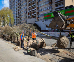 Nowe drzewa na alei Wojska Polskiego