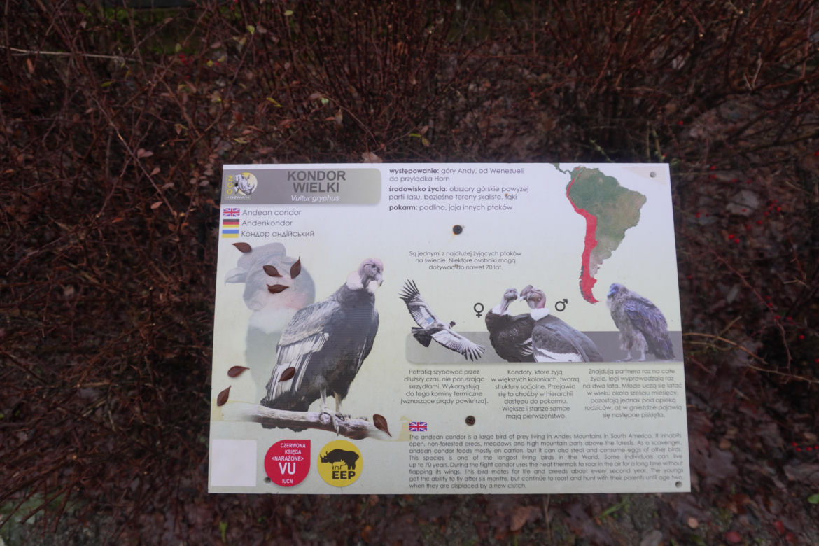 Zoo w Poznaniu zimą