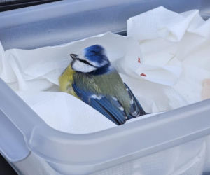 Niezwykła interwencja policjantki. Uratowała ranną sikorkę leżącą na środku ulicy