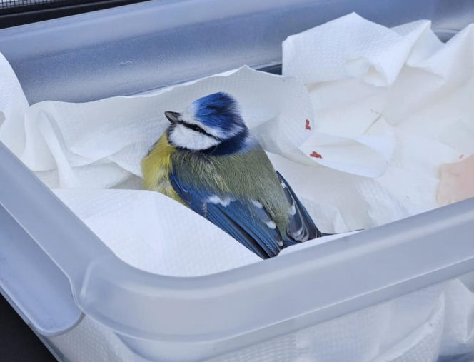 Niezwykła interwencja policjantki. Uratowała ranną sikorkę leżącą na środku ulicy