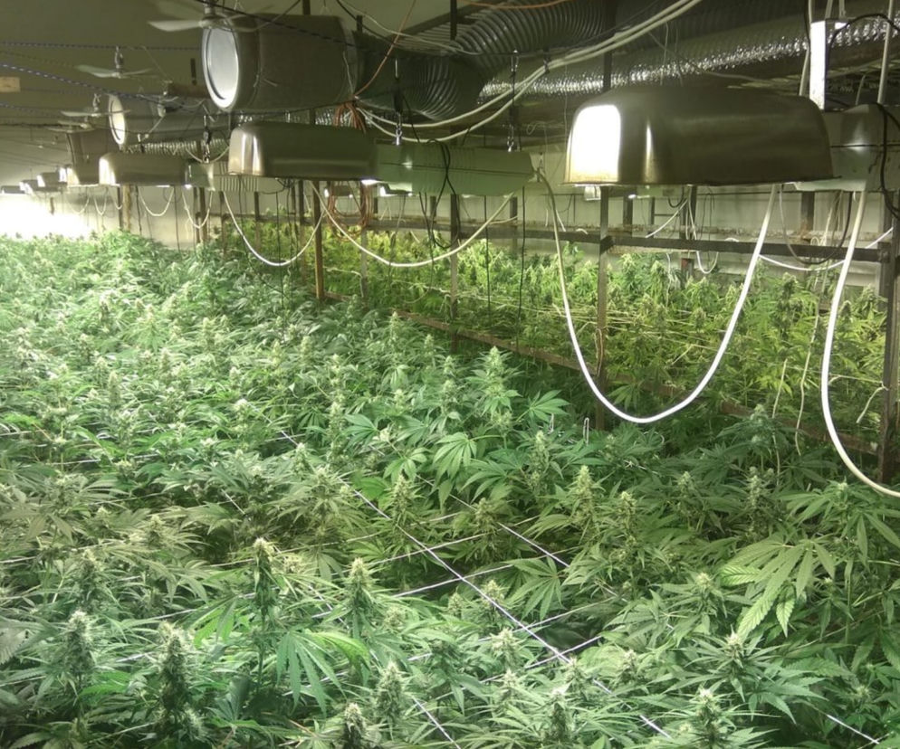 Marihuana zamiast pieczarek! Potężna plantacja w Lubelskiem