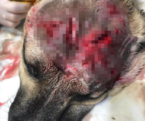 Kłusownik próbował bestialsko zabić psa, który wpadł we wnyki