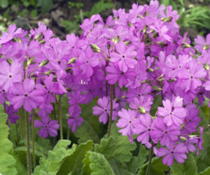 Pierwiosnek Siebolda