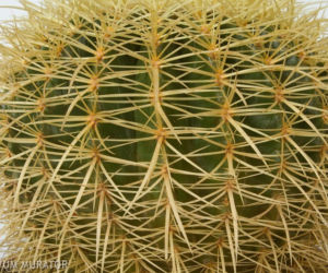 Echinokaktus Grusona