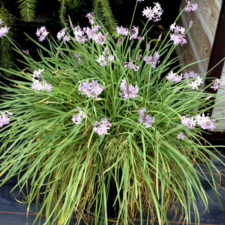 Tulbagia fioletowa