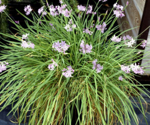 Tulbagia fioletowa