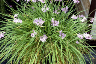 Tulbagia fioletowa