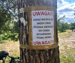 Setki martwych ryb w Jeziorce. Pilny komunikat dla mieszkańców