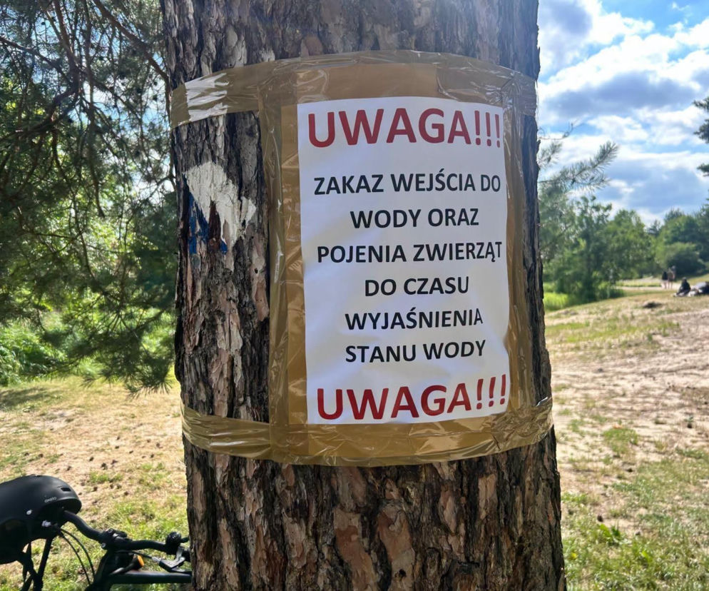 „Nie wchodźcie do wody”. Urzędnicy ostrzegają. Setki martwych ryb w Jeziorce