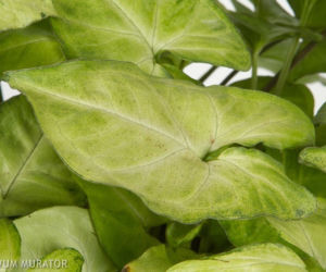 Syngonium