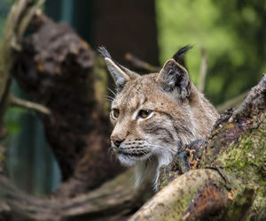 Leśna kamera uchwyciła rysia. Król polskich kotów przyłapany w okolicach Tarnowa 