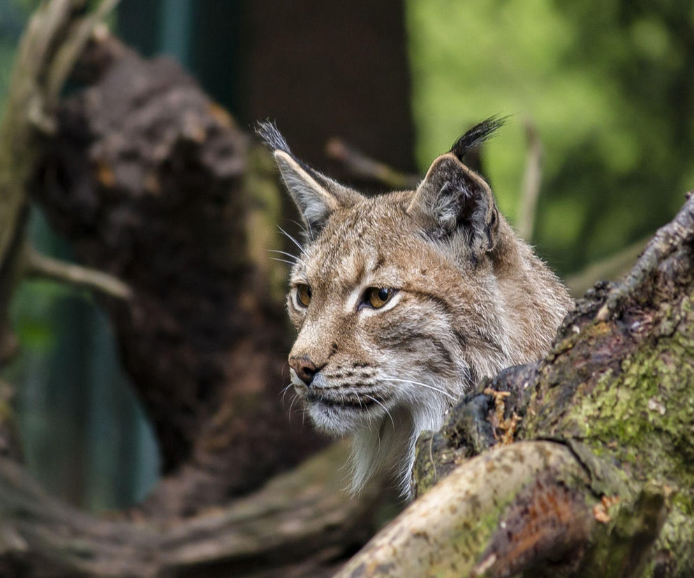 Leśna kamera uchwyciła rysia. Król polskich kotów przyłapany w okolicach Tarnowa 