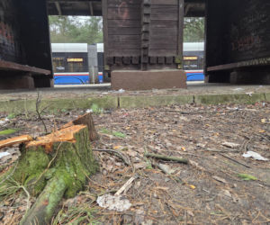 Przebudowa pętli Las Gdański ruszy w 2026 roku. Wycięto ponad 330 drzew!