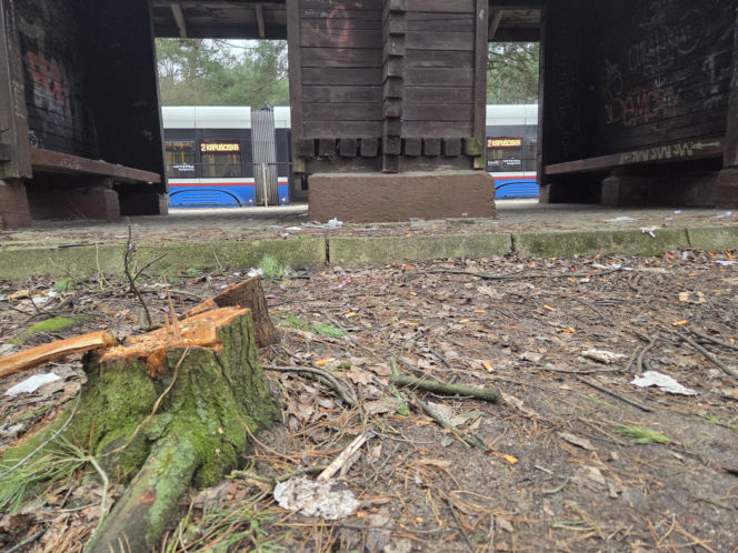 Przebudowa pętli Las Gdański ruszy w 2026 roku. Wycięto ponad 330 drzew!