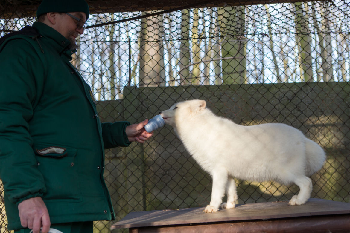 ZWIERZAKI Z POZNAŃSKIEGO ZOO DOSTAŁY PREZENTY.