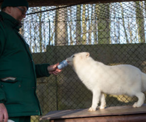 ZWIERZAKI Z POZNAŃSKIEGO ZOO DOSTAŁY PREZENTY.