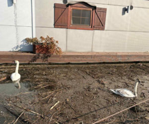 Dwa piękne łabędzie utknęły w potrzasku. Interweniowała straż miejska. Podziękowały za pomoc