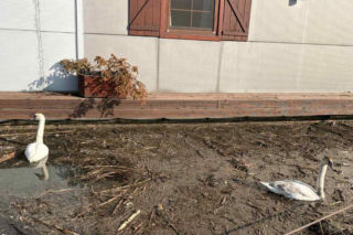 Dwa piękne łabędzie utknęły w potrzasku. Podziękowały strażnikom za pomoc