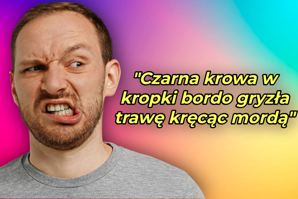 Czarna krowa w kropki bordo gryzła trawę kręcąc mordą