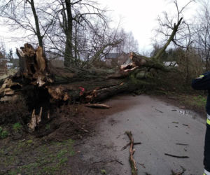 Silny wiatr na Warmii i Mazurach. Drzewa padały jak muchy [ZDJĘCIA]