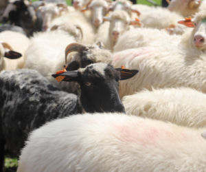 Wiosenny redyk w Ludźmierzu