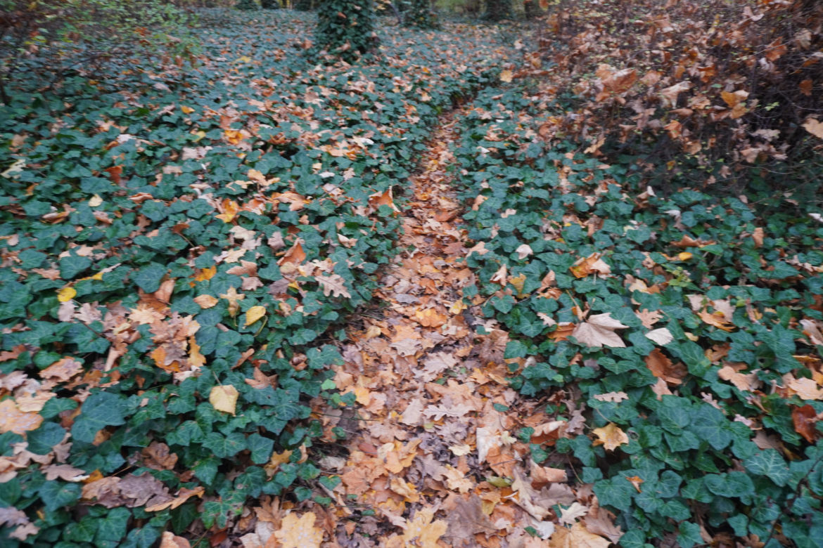 Park Sołacki w Poznaniu jesienią