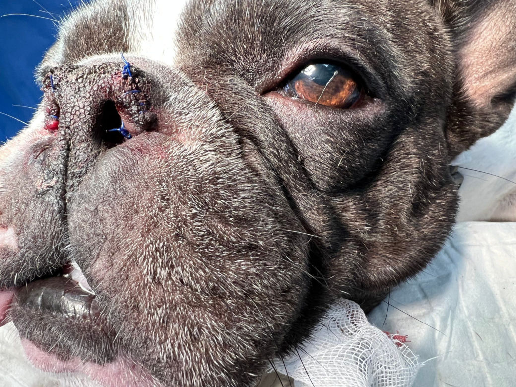 Buldog francuski poprawił sobie nos [GALERIA] 