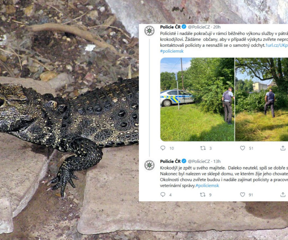 Czeski krokodyl odnaleziony. Daleko nie uciekł...