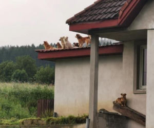 Chory mężczyzna zamknięty w domu z 28 psami! Horror na Sądecczyźnie!