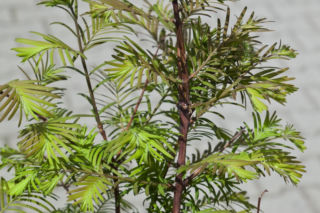 Metasekwoja chińska - Metasequoia glyptostroboides