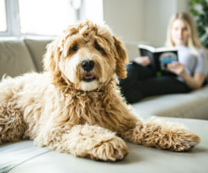 Labradoodle