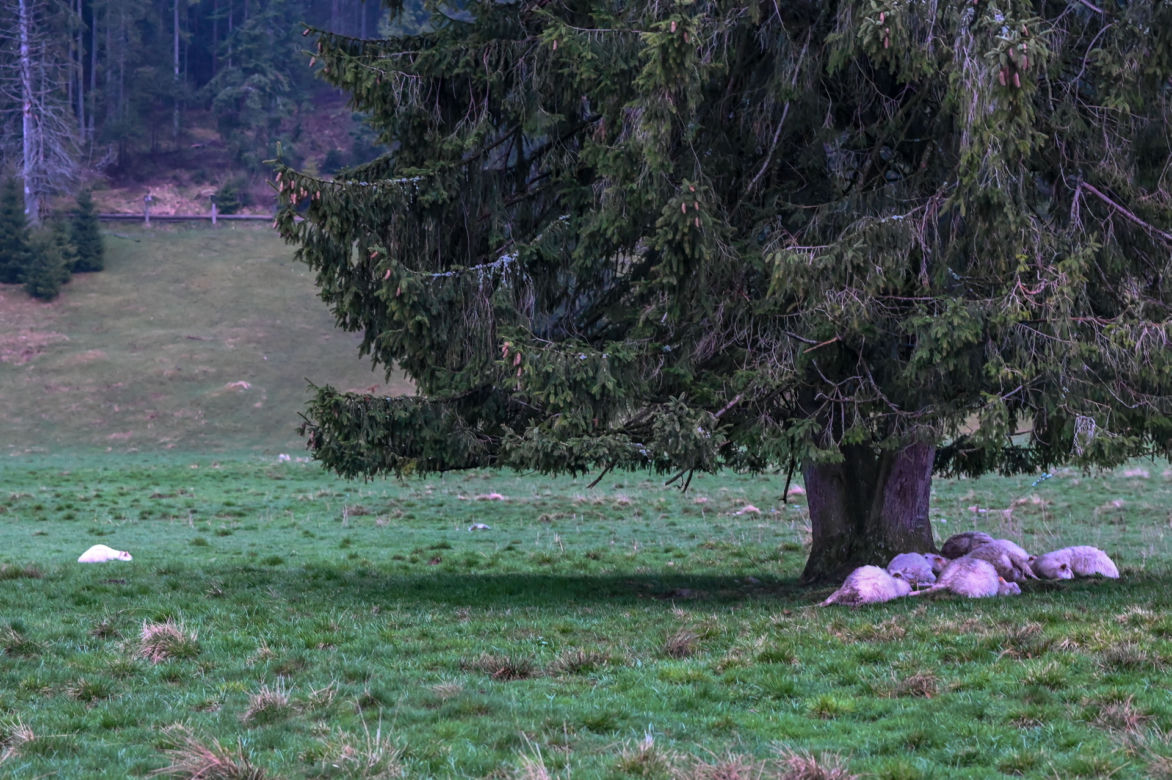 Burza nad Tatrami. Piorun zabił 11 owiec