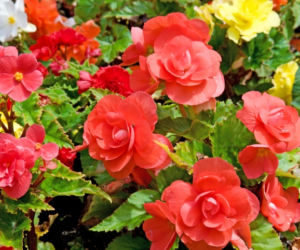 begonia-bulwiasta