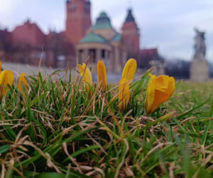 Pierwsze krokusy w Szczecinie