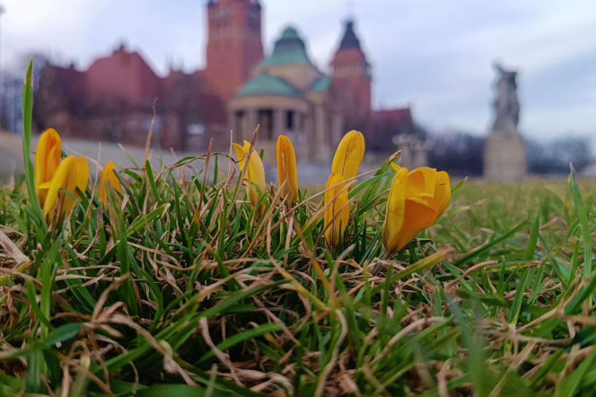 Pierwsze krokusy w Szczecinie