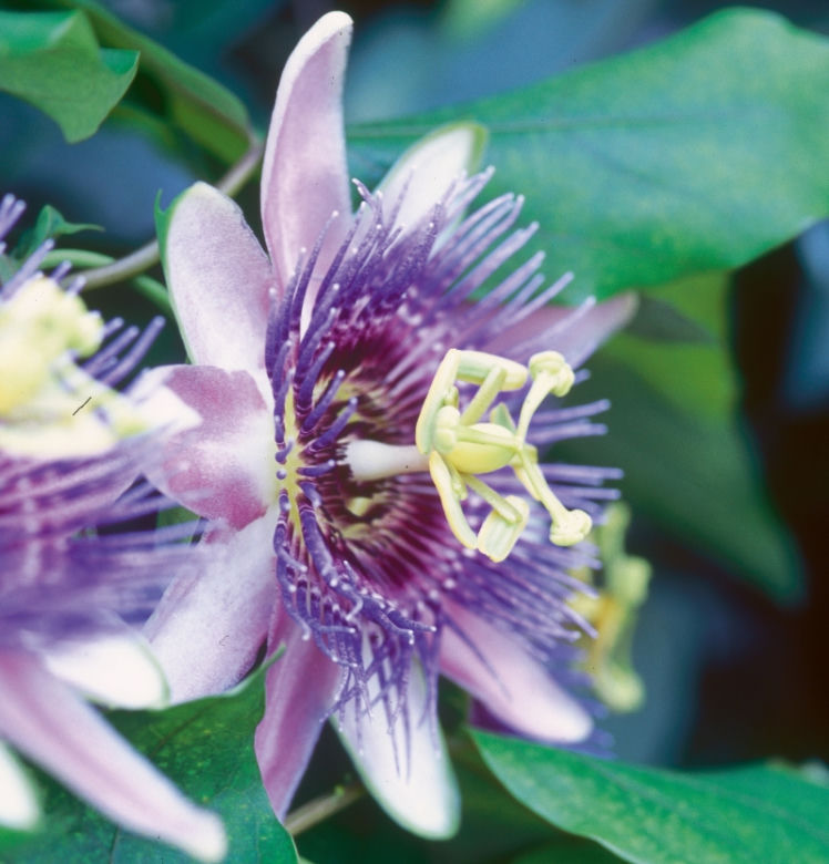 passiflora