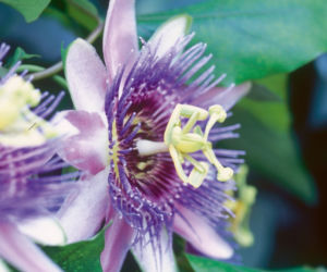 passiflora