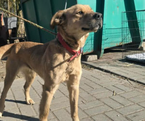 Przywiązana do drzewa i pozostawiona sama w lesie. Suczka cudem przeżyła!